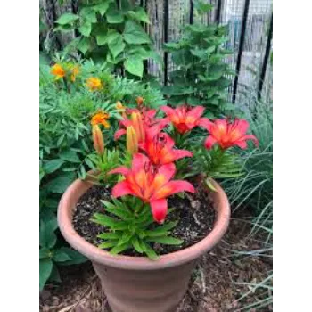 Pink Lilium Plant